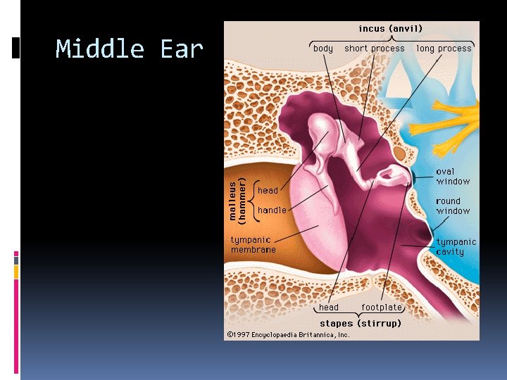 Middle Ear 