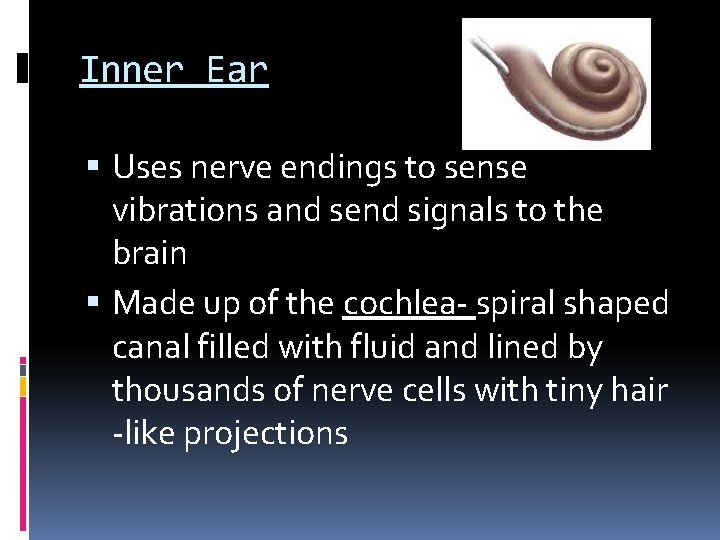 Inner Ear Uses nerve endings to sense vibrations and send signals to the brain