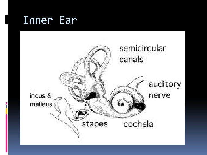 Inner Ear 