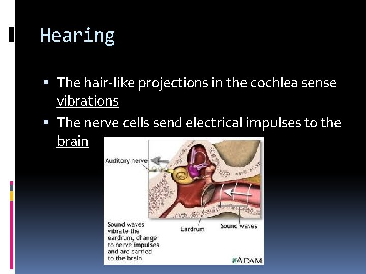 Hearing The hair-like projections in the cochlea sense vibrations The nerve cells send electrical