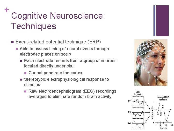 + Cognitive Neuroscience: Techniques n Event-related potential technique (ERP) n Able to assess timing