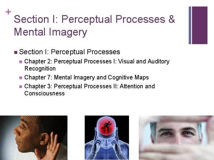 + Section I: Perceptual Processes & Mental Imagery n Section I: Perceptual Processes n