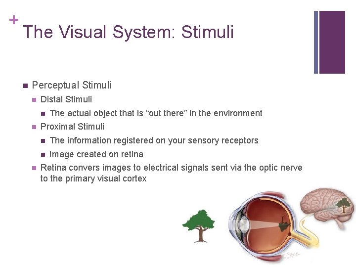 + The Visual System: Stimuli n Perceptual Stimuli n Distal Stimuli n n n