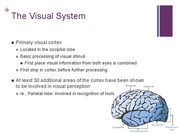 + The Visual System n Primary visual cortex n Located in the occipital lobe