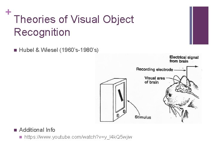 + Theories of Visual Object Recognition n Hubel & Wiesel (1960’s-1980’s) n Additional Info