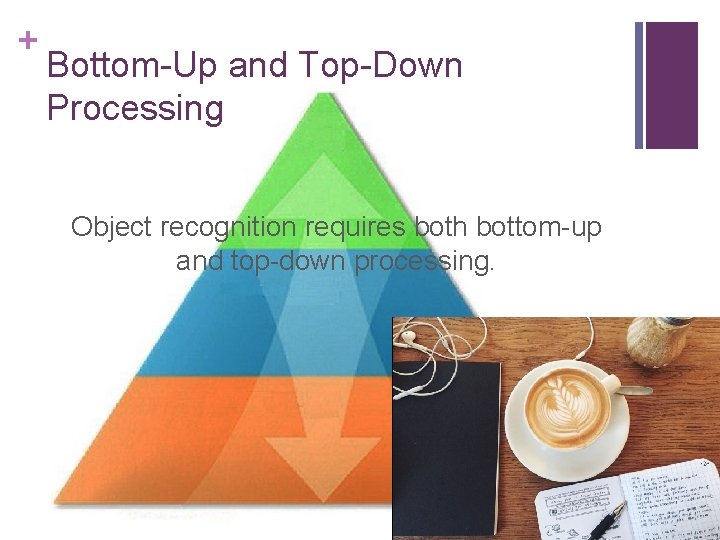 + Bottom-Up and Top-Down Processing Object recognition requires both bottom-up and top-down processing. 