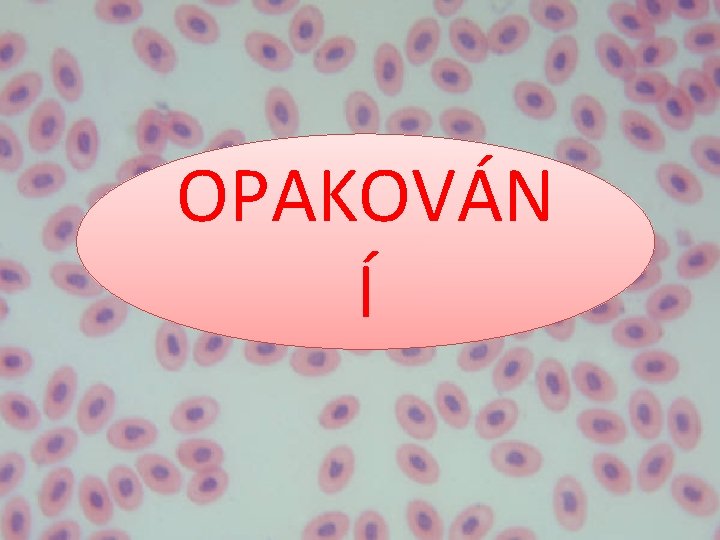 OPAKOVÁN Í 