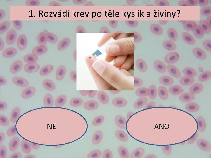 1. Rozvádí krev po těle kyslík a živiny? NE ANO 