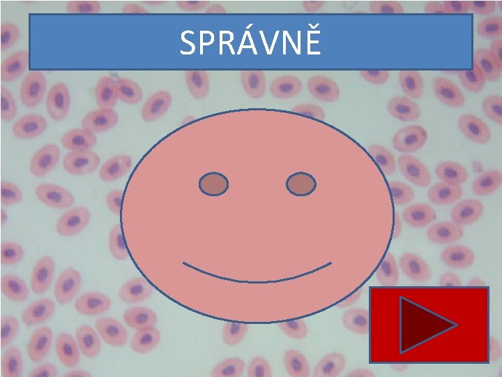 SPRÁVNĚ SPRÁVNĚ