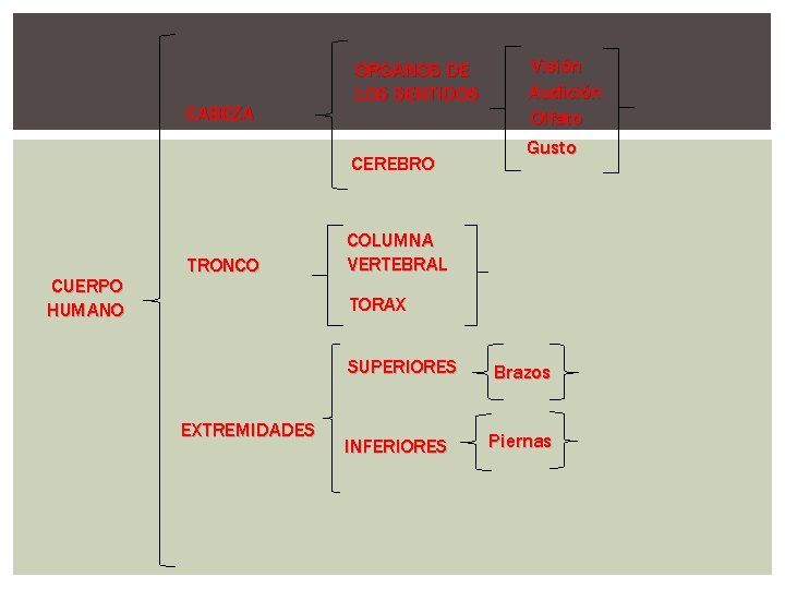 CABEZA ORGANOS DE LOS SENTIDOS CEREBRO CUERPO HUMANO TRONCO Visión Audición Olfato Gusto COLUMNA