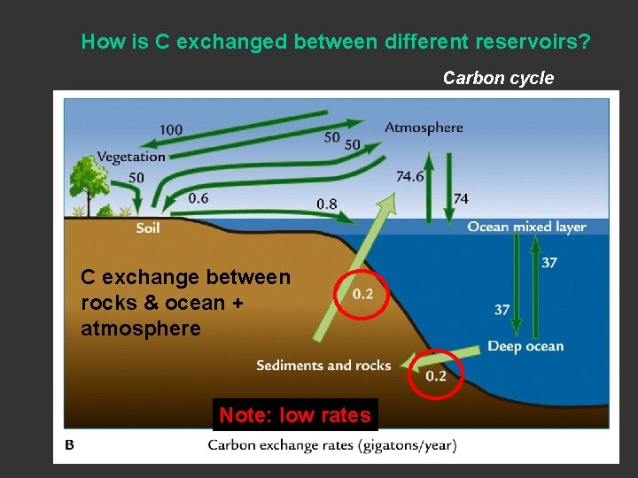 How is C exchanged between different reservoirs? Carbon cycle C exchange between rocks & How is C exchanged between different reservoirs? Carbon cycle C exchange between rocks &