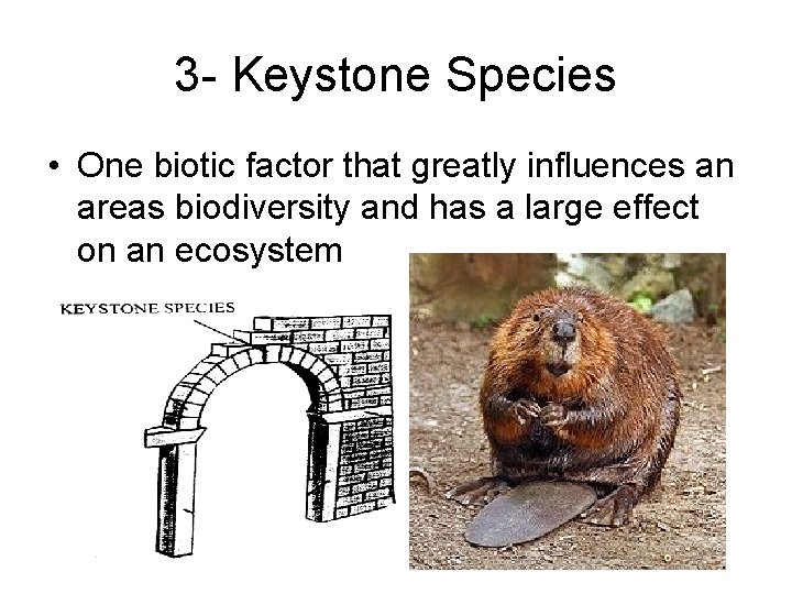 3 - Keystone Species • One biotic factor that greatly influences an areas biodiversity