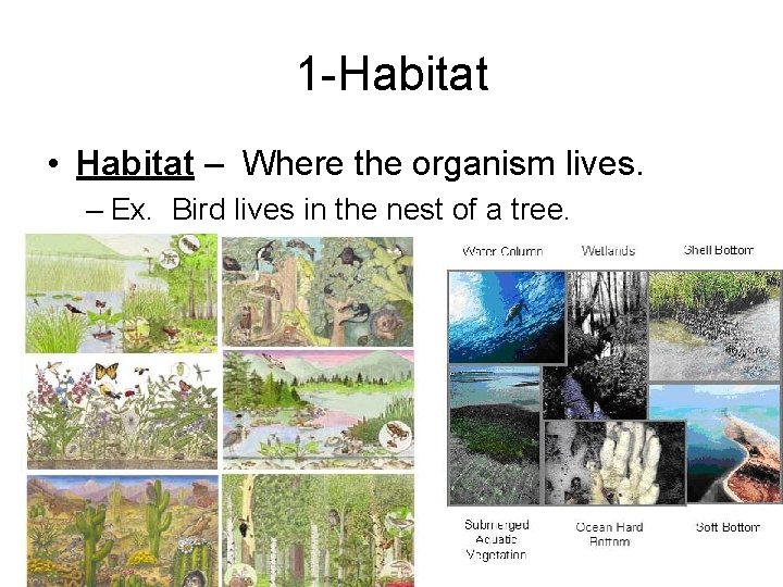 1 -Habitat • Habitat – Where the organism lives. – Ex. Bird lives in