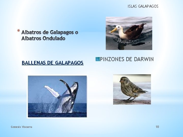 ISLAS GALAPAGOS * BALLENAS DE GALAPAGOS Genesis Viscarra PINZONES DE DARWIN 10 ISLAS GALAPAGOS * BALLENAS DE GALAPAGOS Genesis Viscarra PINZONES DE DARWIN 10