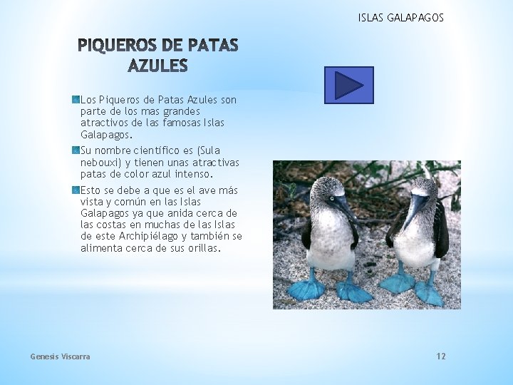 ISLAS GALAPAGOS Los Piqueros de Patas Azules son parte de los mas grandes atractivos ISLAS GALAPAGOS Los Piqueros de Patas Azules son parte de los mas grandes atractivos