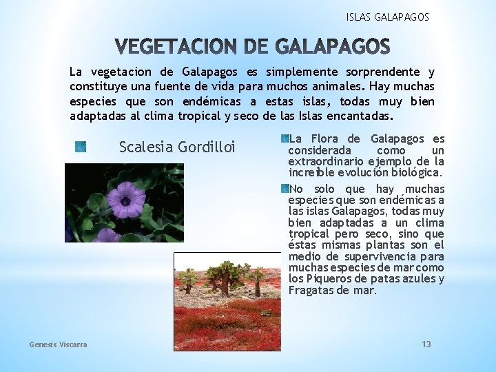 ISLAS GALAPAGOS La vegetacion de Galapagos es simplemente sorprendente y constituye una fuente de ISLAS GALAPAGOS La vegetacion de Galapagos es simplemente sorprendente y constituye una fuente de