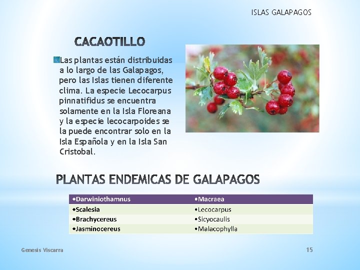 ISLAS GALAPAGOS Las plantas están distribuidas a lo largo de las Galapagos, pero las ISLAS GALAPAGOS Las plantas están distribuidas a lo largo de las Galapagos, pero las