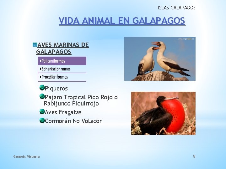 ISLAS GALAPAGOS VIDA ANIMAL EN GALAPAGOS AVES MARINAS DE GALAPAGOS Piqueros Pajaro Tropical Pico ISLAS GALAPAGOS VIDA ANIMAL EN GALAPAGOS AVES MARINAS DE GALAPAGOS Piqueros Pajaro Tropical Pico