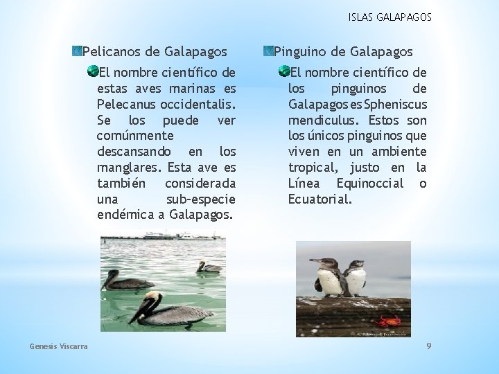 ISLAS GALAPAGOS Pelicanos de Galapagos El nombre científico de estas aves marinas es Pelecanus ISLAS GALAPAGOS Pelicanos de Galapagos El nombre científico de estas aves marinas es Pelecanus