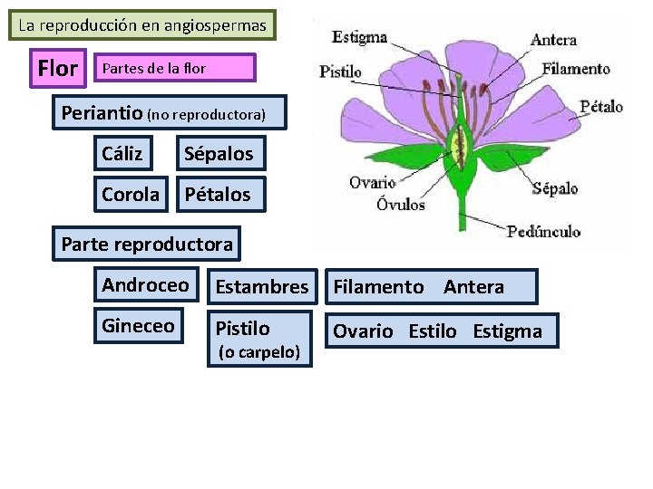 La reproducción en angiospermas Flor Partes de la flor Periantio (no reproductora) Cáliz Sépalos