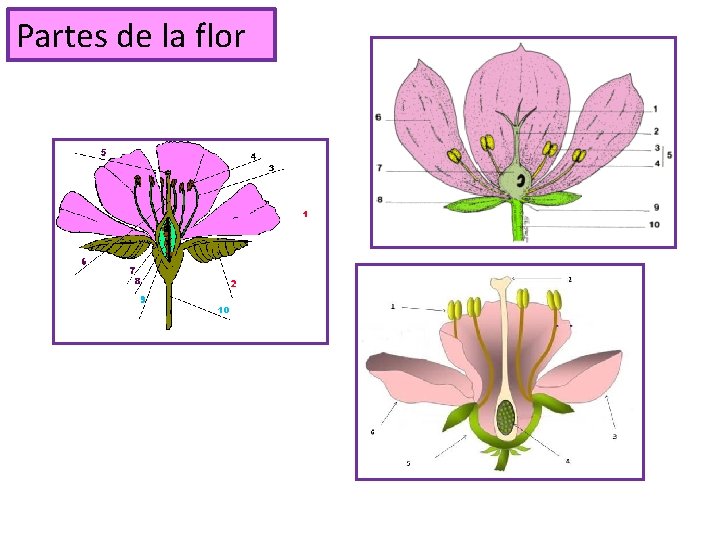 Partes de la flor 