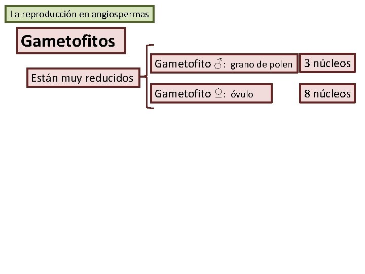 La reproducción en angiospermas Gametofitos Están muy reducidos Gametofito ♂: grano de polen 3