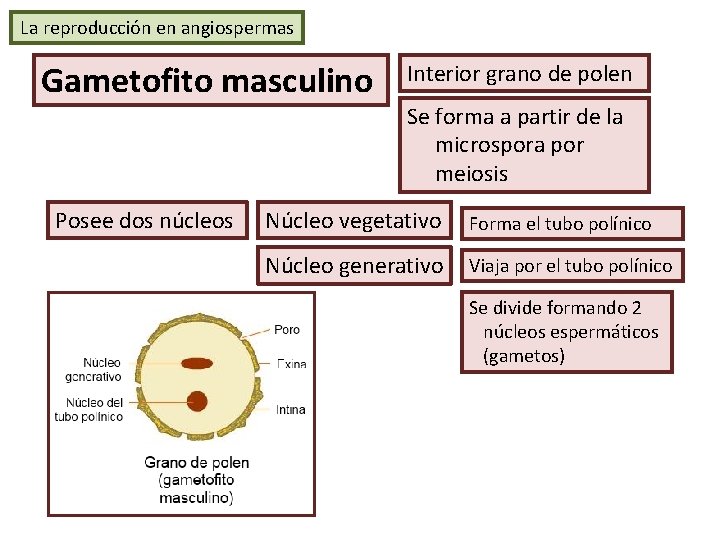 La reproducción en angiospermas Gametofito masculino Posee dos núcleos Interior grano de polen Se