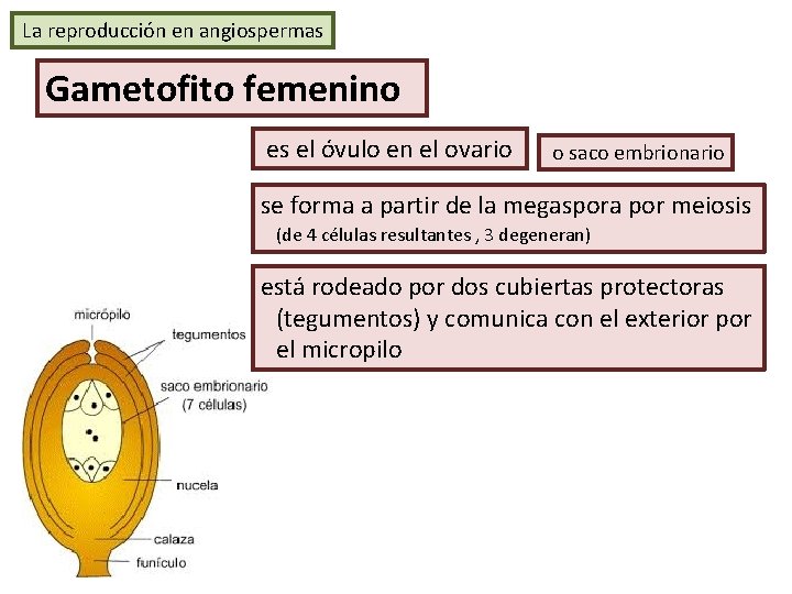 La reproducción en angiospermas Gametofito femenino es el óvulo en el ovario o saco