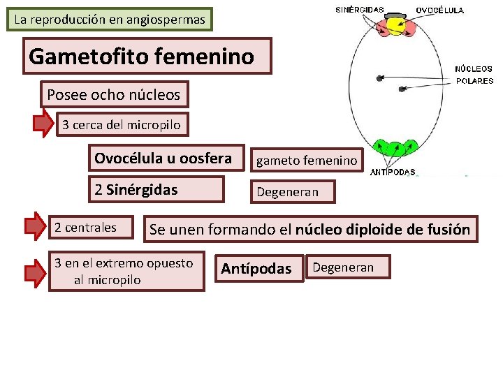 La reproducción en angiospermas Gametofito femenino Posee ocho núcleos 3 cerca del micropilo Ovocélula