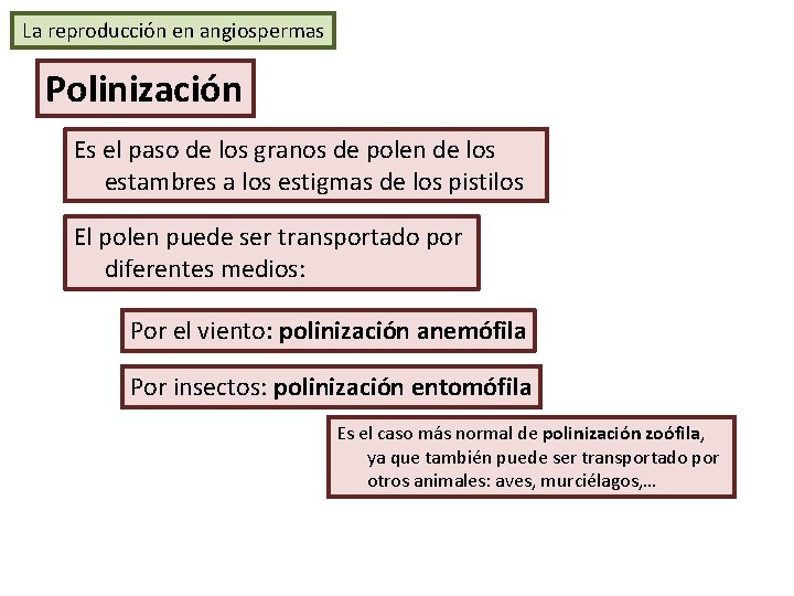 La reproducción en angiospermas Polinización Es el paso de los granos de polen de