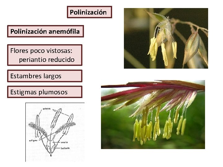 Polinización anemófila Flores poco vistosas: periantio reducido Estambres largos Estigmas plumosos 