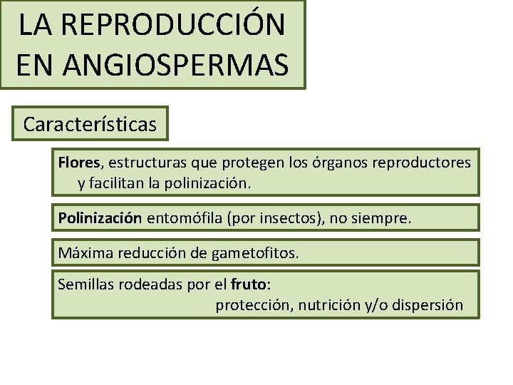 LA REPRODUCCIÓN EN ANGIOSPERMAS Características Flores, estructuras que protegen los órganos reproductores y facilitan