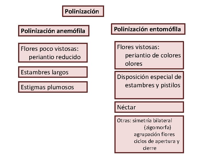 Polinización anemófila Flores poco vistosas: periantio reducido Estambres largos Estigmas plumosos Polinización entomófila Flores