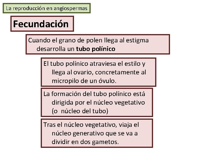 La reproducción en angiospermas Fecundación Cuando el grano de polen llega al estigma desarrolla