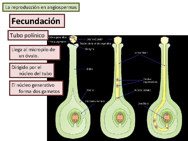 La reproducción en angiospermas Fecundación Tubo polínico Llega al micropilo de un óvulo. Dirigido