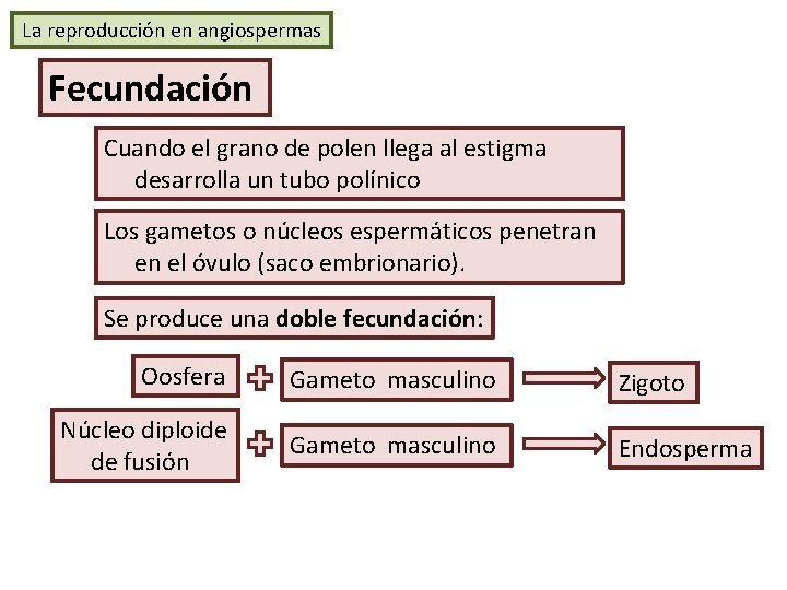 La reproducción en angiospermas Fecundación Cuando el grano de polen llega al estigma desarrolla