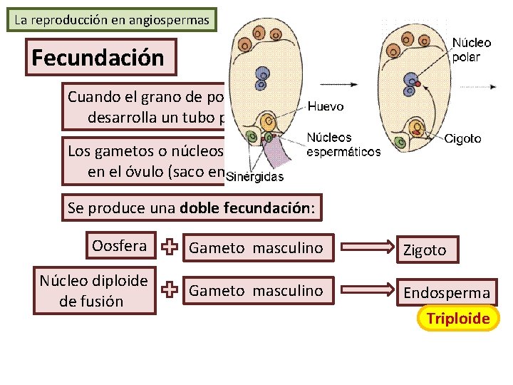 La reproducción en angiospermas Fecundación Cuando el grano de polen llega al estigma desarrolla