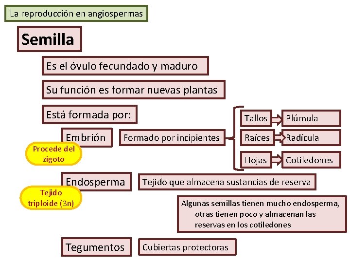 La reproducción en angiospermas Semilla Es el óvulo fecundado y maduro Su función es