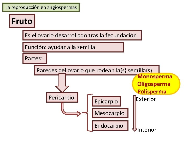 La reproducción en angiospermas Fruto Es el ovario desarrollado tras la fecundación Función: ayudar