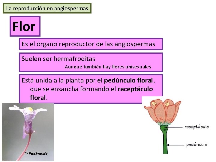 La reproducción en angiospermas Flor Es el órgano reproductor de las angiospermas Suelen ser