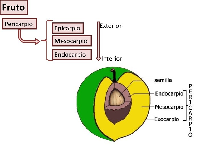 Fruto Pericarpio Epicarpio Exterior Mesocarpio Endocarpio Interior 