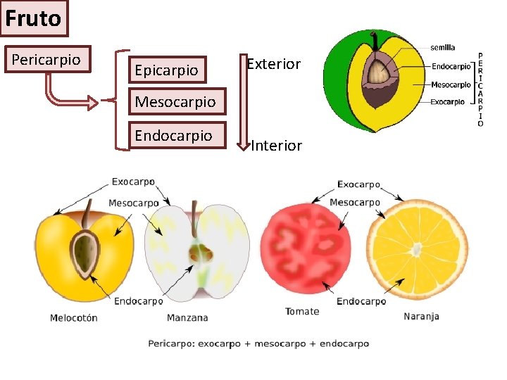 Fruto Pericarpio Epicarpio Exterior Mesocarpio Endocarpio Interior 