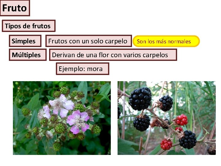 Fruto Tipos de frutos Simples Múltiples Frutos con un solo carpelo Son los más