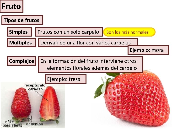 Fruto Tipos de frutos Simples Frutos con un solo carpelo Son los más normales