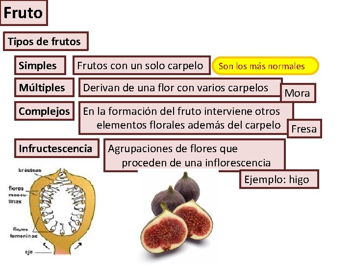 Fruto Tipos de frutos Simples Frutos con un solo carpelo Son los más normales