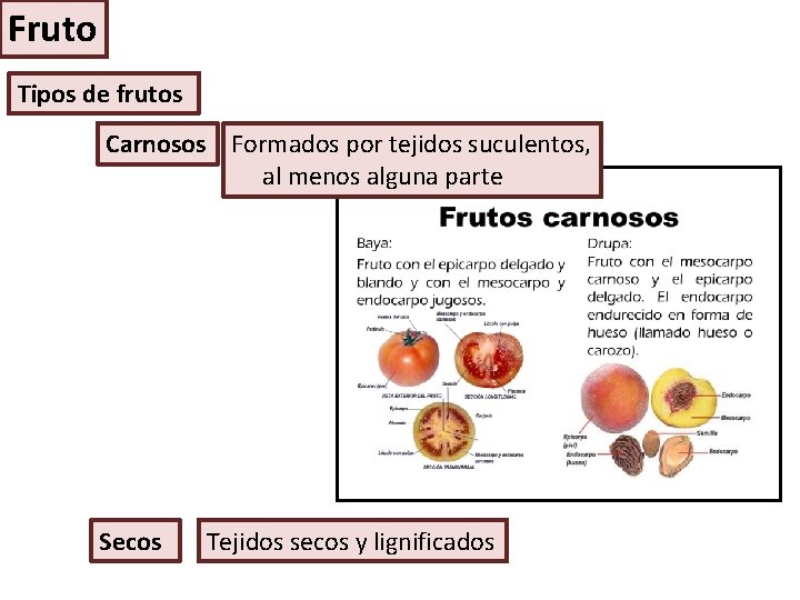 Fruto Tipos de frutos Carnosos Formados por tejidos suculentos, al menos alguna parte Secos