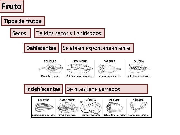 Fruto Tipos de frutos Secos Tejidos secos y lignificados Dehiscentes Indehiscentes Se abren espontáneamente