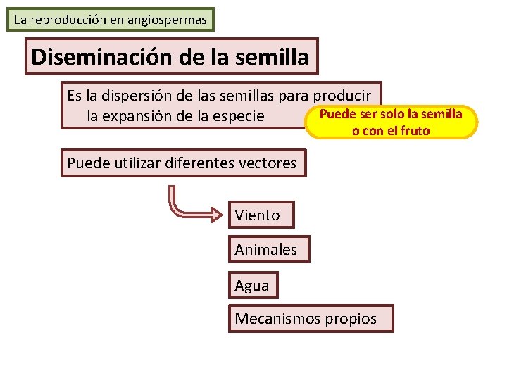 La reproducción en angiospermas Diseminación de la semilla Es la dispersión de las semillas