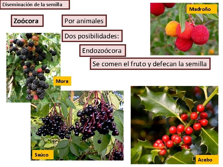 Diseminación de la semilla Zoócora Madroño Por animales Dos posibilidades: Endozoócora Se comen el