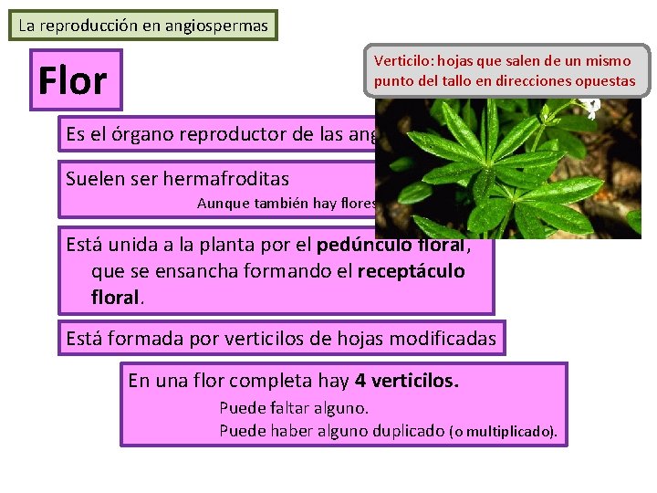 La reproducción en angiospermas Verticilo: hojas que salen de un mismo punto del tallo